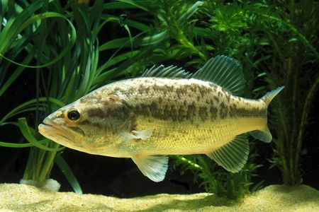 Alevino de Black Bass