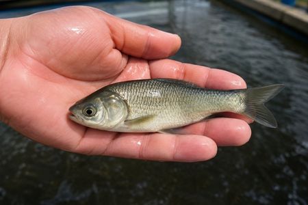Alevino de Carpa Cabeçuda