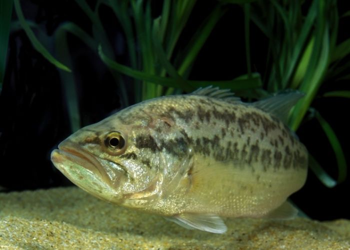 Alevinos de Black Bass