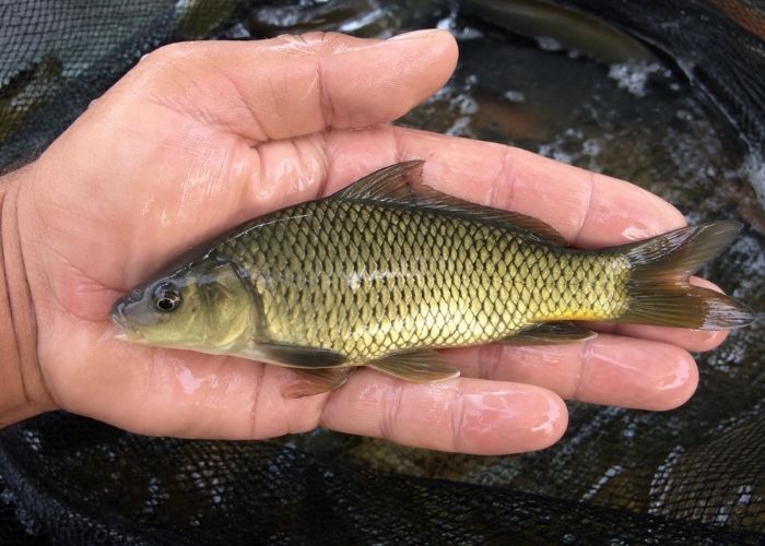 Alevinos de Carpa Capim Juvenis de Peixes Alevinos de Carpa Capim Juvenis de Peixes