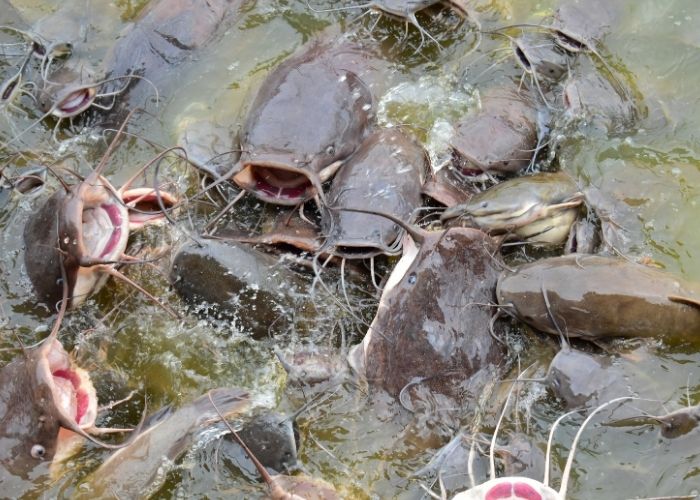 Alevinos de Cat Fish para Criação e Pesqueiros Alevinos de Cat Fish para Criação e Pesqueiros