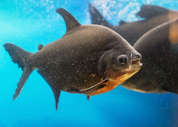 Alevinos de Pacu Alevinos de Pacu