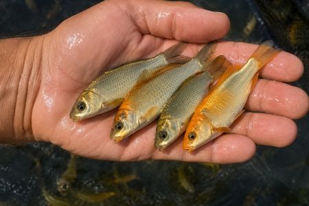 Alevinos e Juvenis de Carpa Húngara