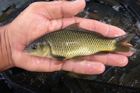 Carpa Capim