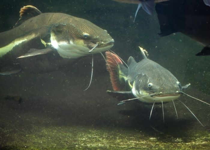 Pirarara