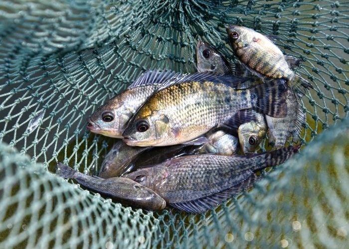 SP Alevinos e Juvenis – Venda e Comercialização de Peixes para Piscicultura