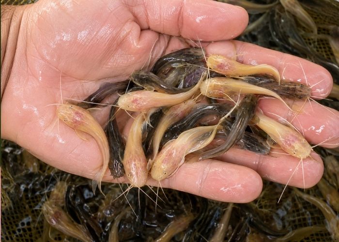 Alevinos de Jundiá para Piscicultura, Açudes e Pesqueiros Alevinos de Jundiá para Piscicultura, Açudes e Pesqueiros