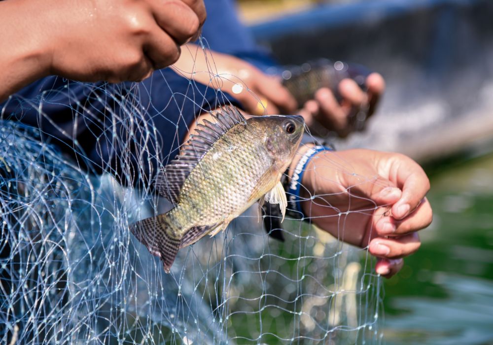 Alevinos para Pesqueiros em Goiás – Peixes para Criação e Pesca