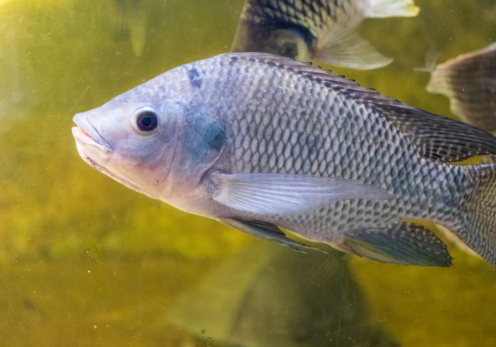 Comprar Alevinos em Goiás – Alevinos e Juvenis de Peixes Comprar Alevinos em Goiás – Alevinos e Juvenis de Peixes