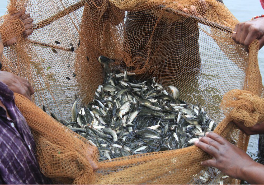 Comprar Alevinos para Piscicultura – Diversas Espécies de Peixes