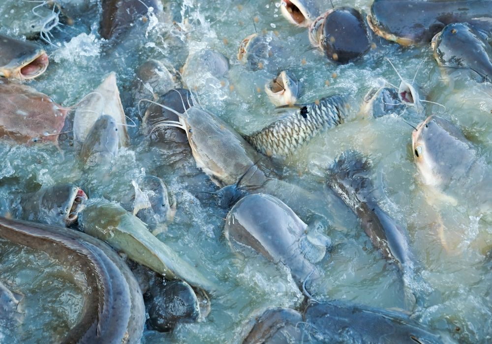 Comprar Juvenis de Peixes para Piscicultura e Lagos