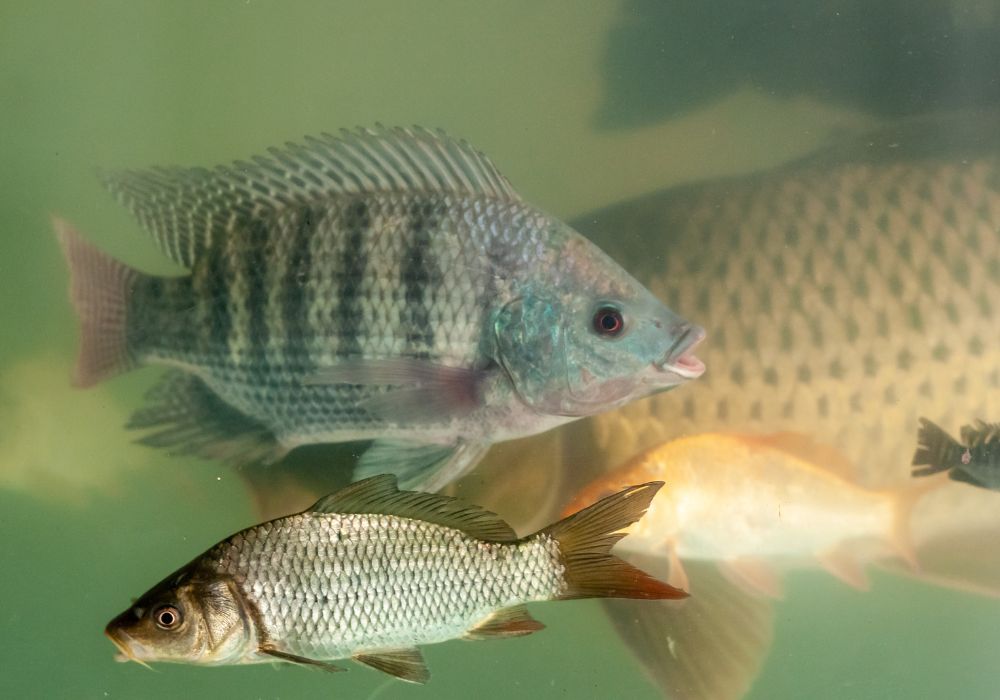 Fornecedor de Juvenis de Peixes para Criadores e Pesqueiros