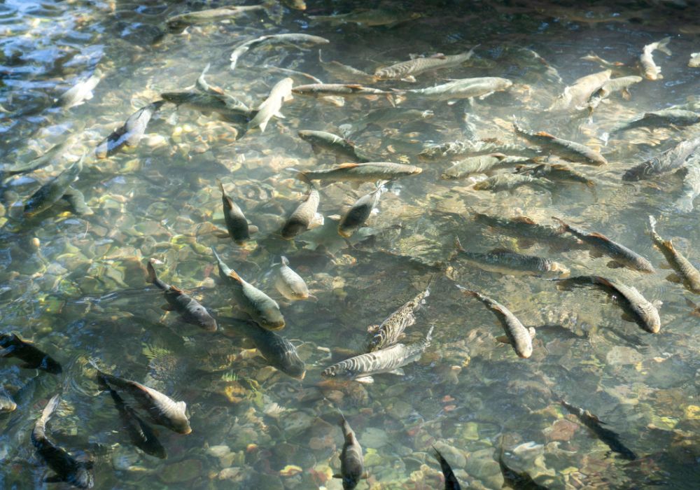 Onde Comprar Peixes para Açude? Alevinos e Juvenis