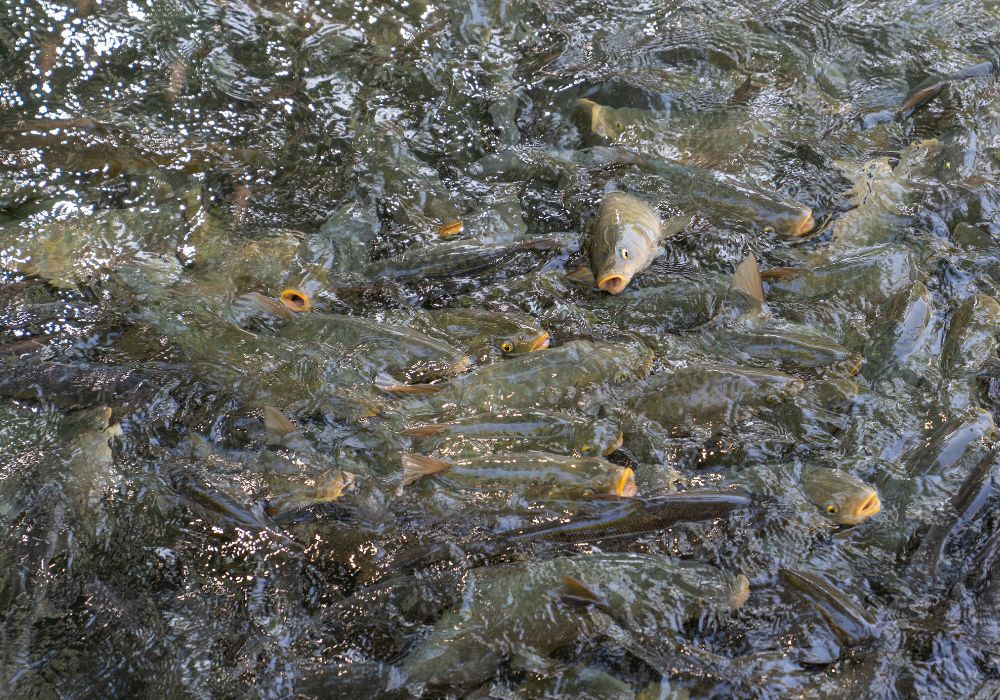 Onde Comprar Peixes para Pesqueiro? Alevinos e Juvenis