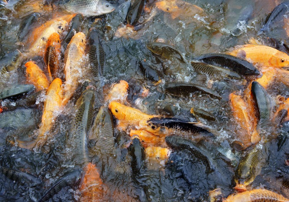 Onde Comprar Peixes para Repovoamento de Açudes e Lagos? Onde Comprar Peixes para Repovoamento de Açudes e Lagos?