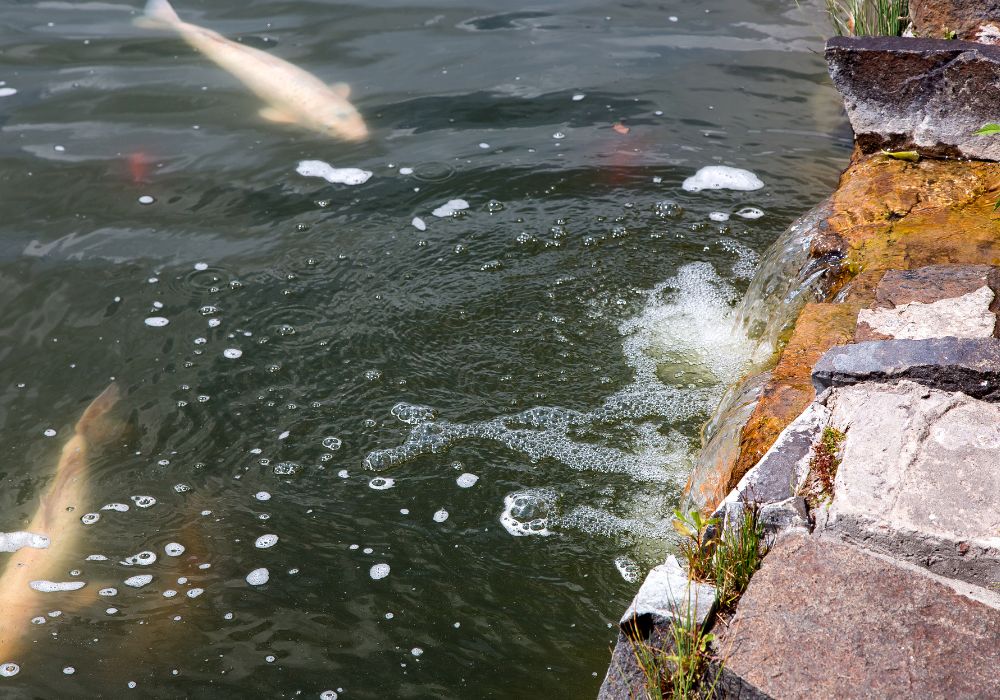 Venda de Juvenis de Peixes para Piscicultura e Pesqueiros
