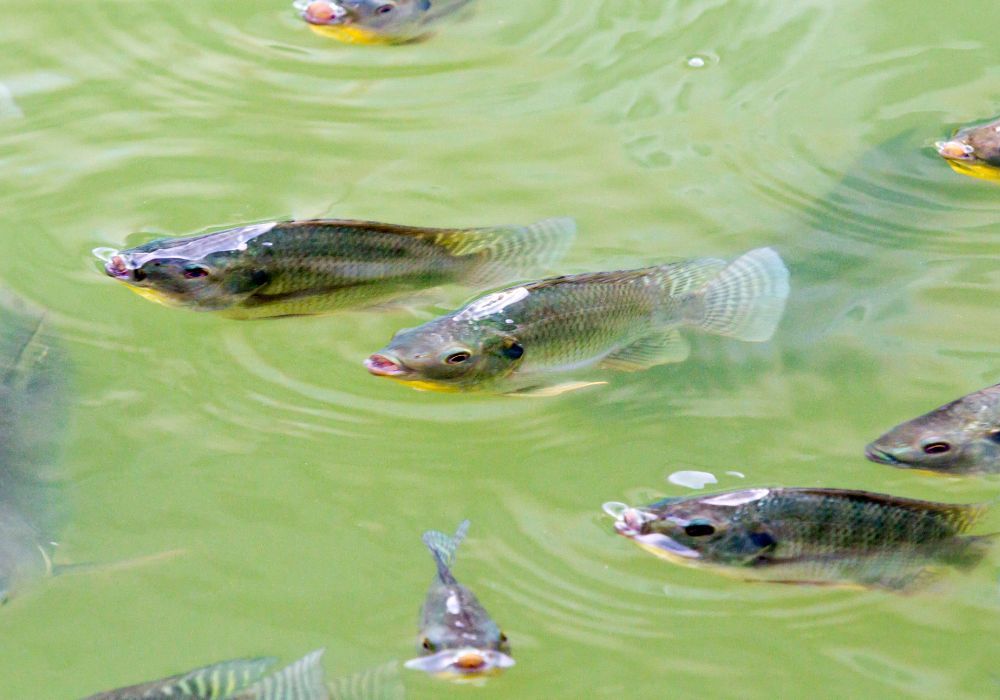 Alevinos para Pesqueiros no Paraná – Espécies de Peixes